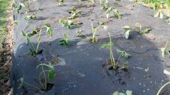 Netkaná textilie černá š.1,6 x 50m UV - role 80m2